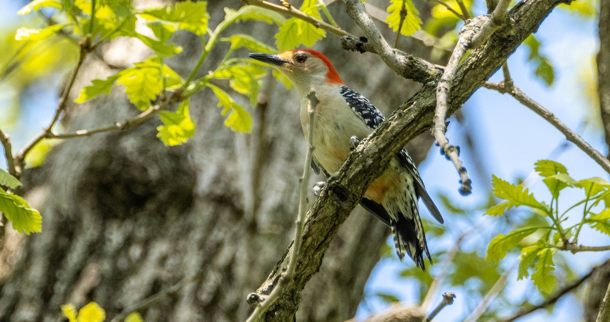 Red-bellied Woodpecker - ML619178937