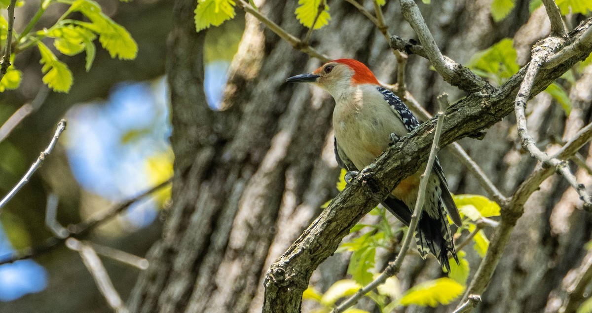 Red-bellied Woodpecker - ML619178938