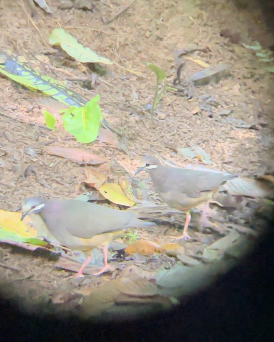 holub olivohřbetý - ML619178951