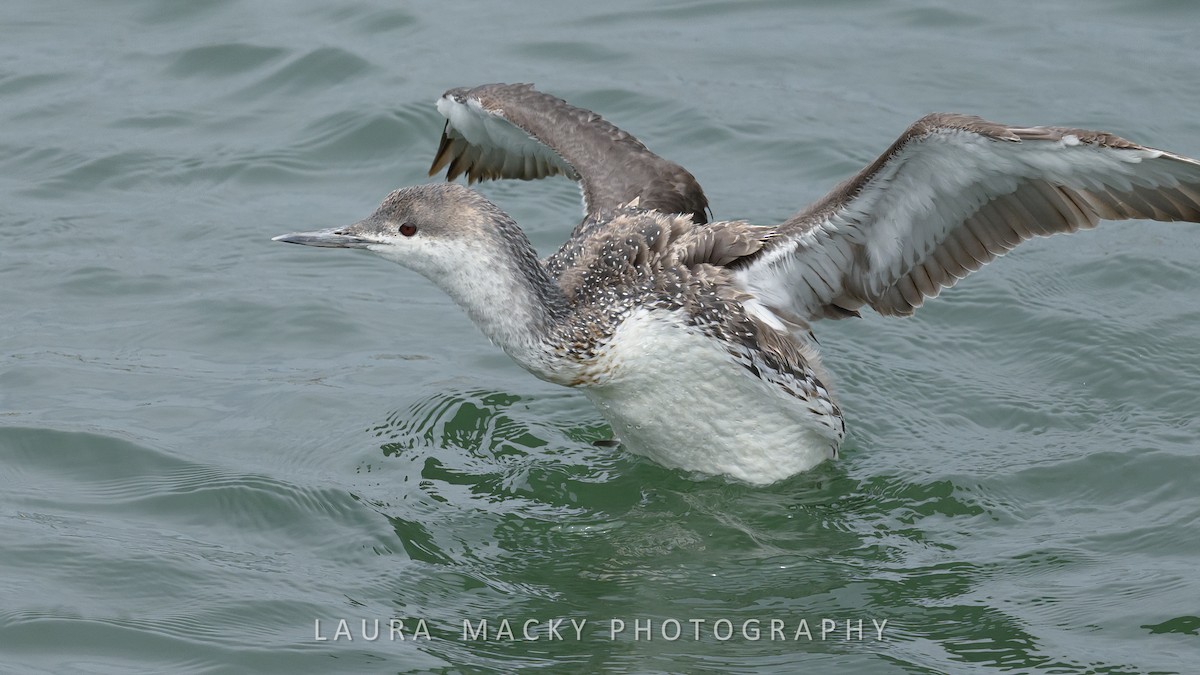 Red-throated Loon - ML619178953