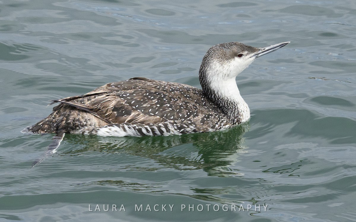 Red-throated Loon - ML619178954