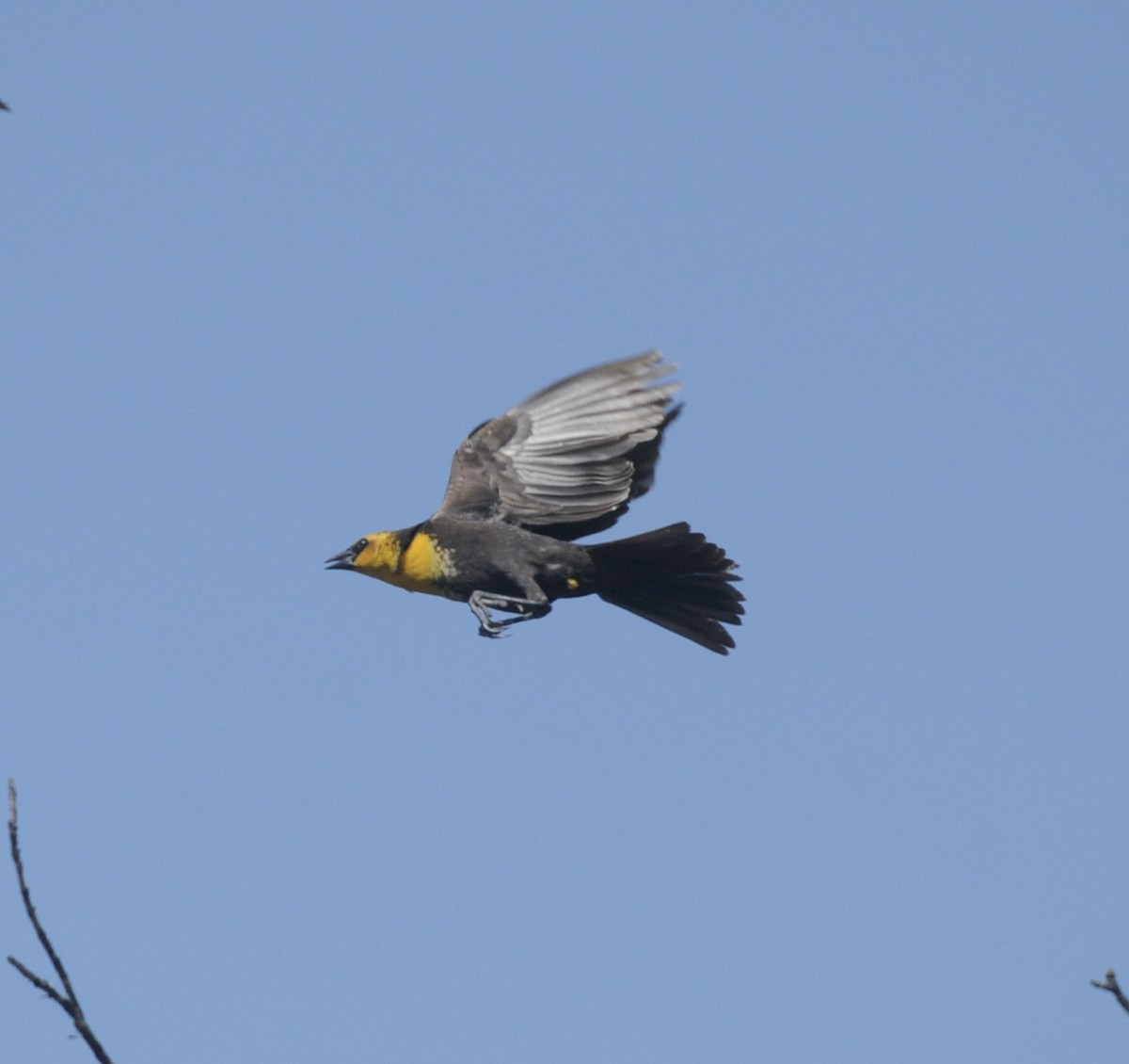 Yellow-headed Blackbird - ML619178965