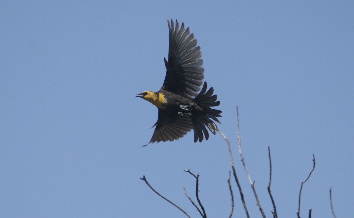 Yellow-headed Blackbird - ML619178966