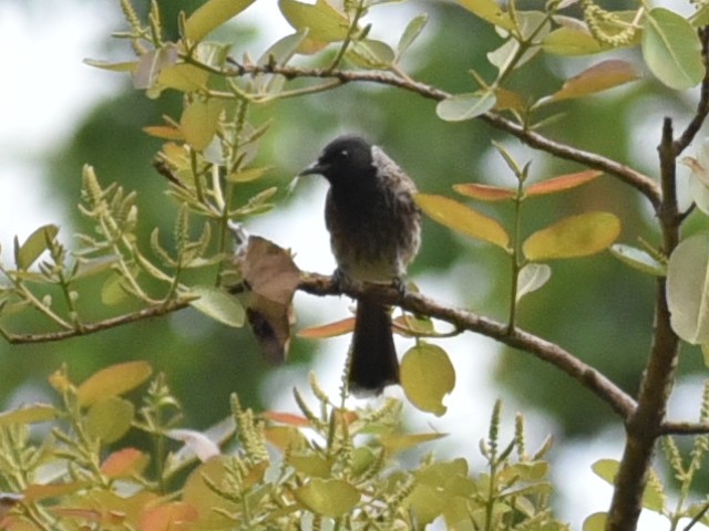 Red-vented Bulbul - ML619178968