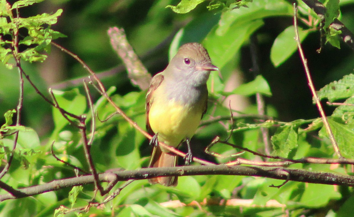 Great Crested Flycatcher - ML619178974