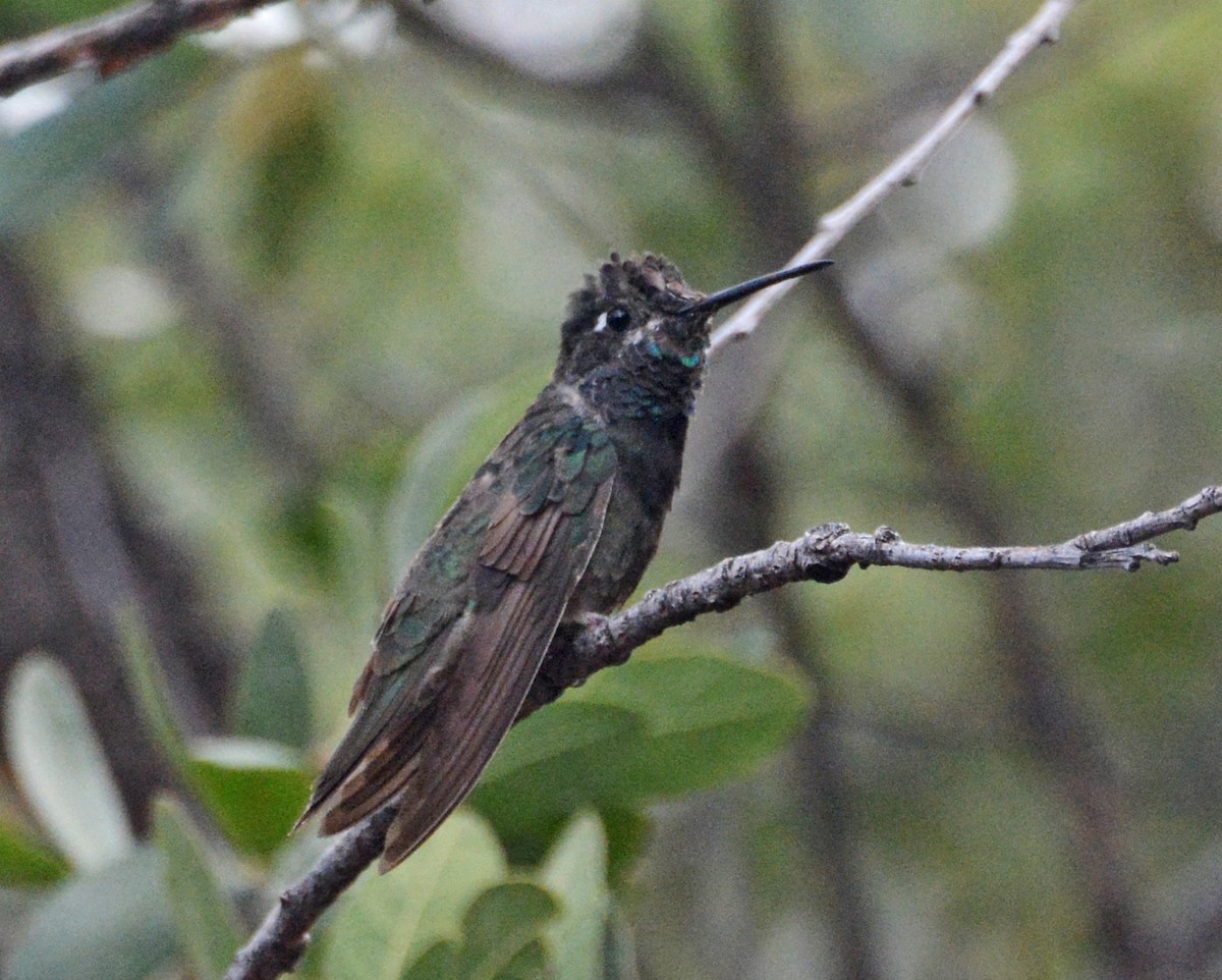 Rivoli's Hummingbird - ML619179018