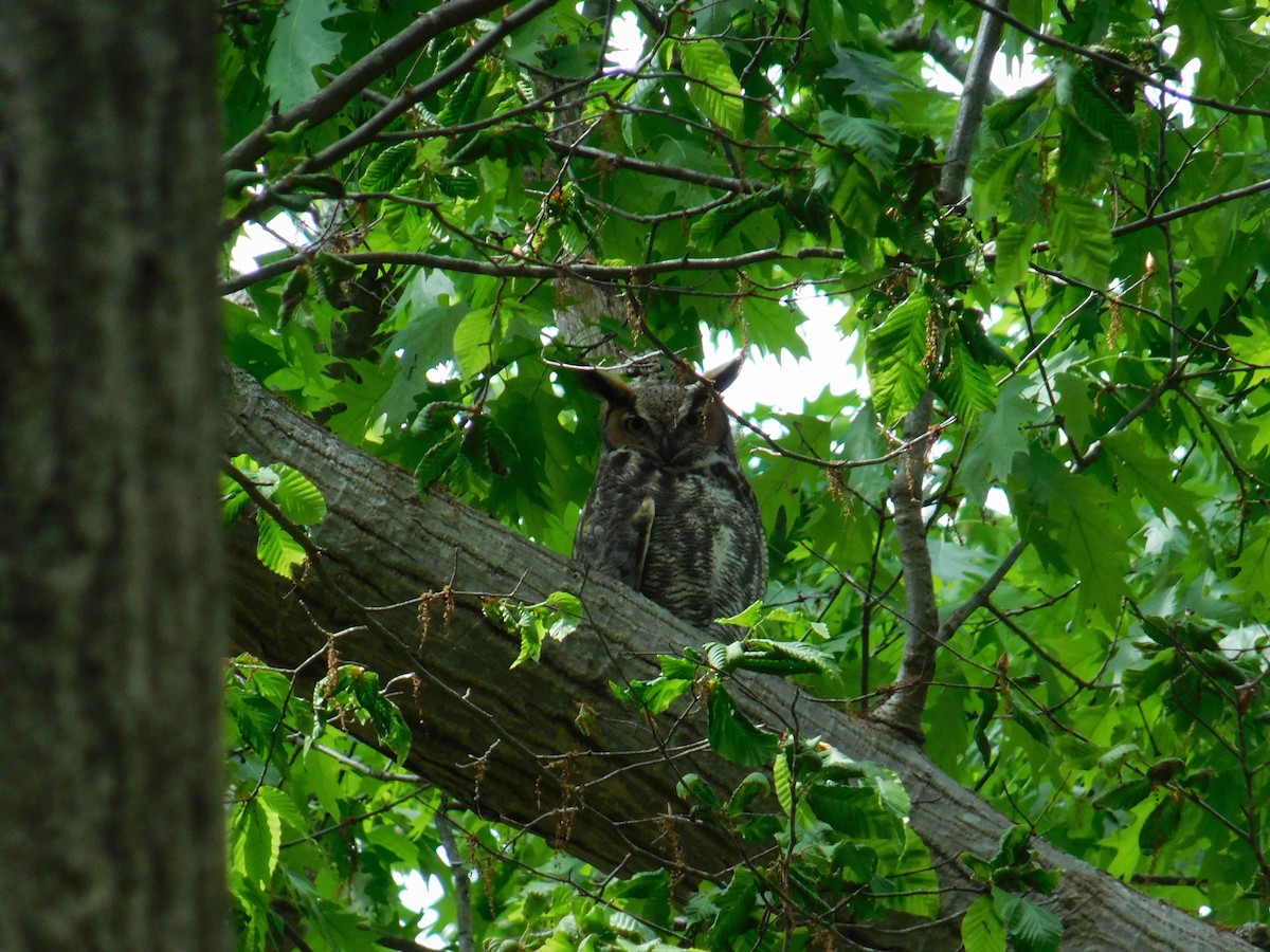 Great Horned Owl - ML619179147