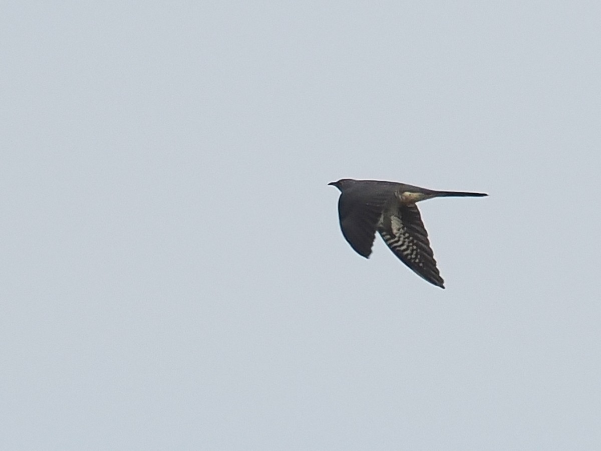 Common Cuckoo - ML619179227