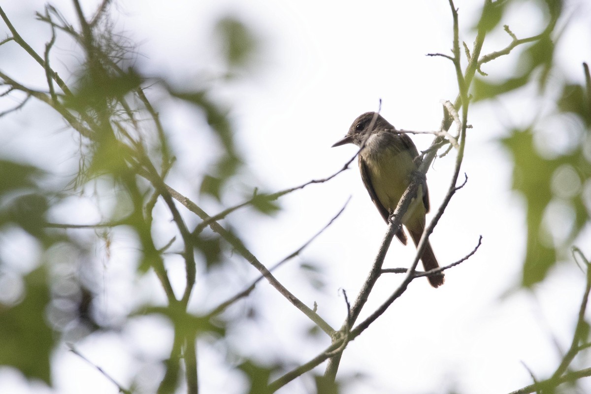 Great Crested Flycatcher - ML619179265