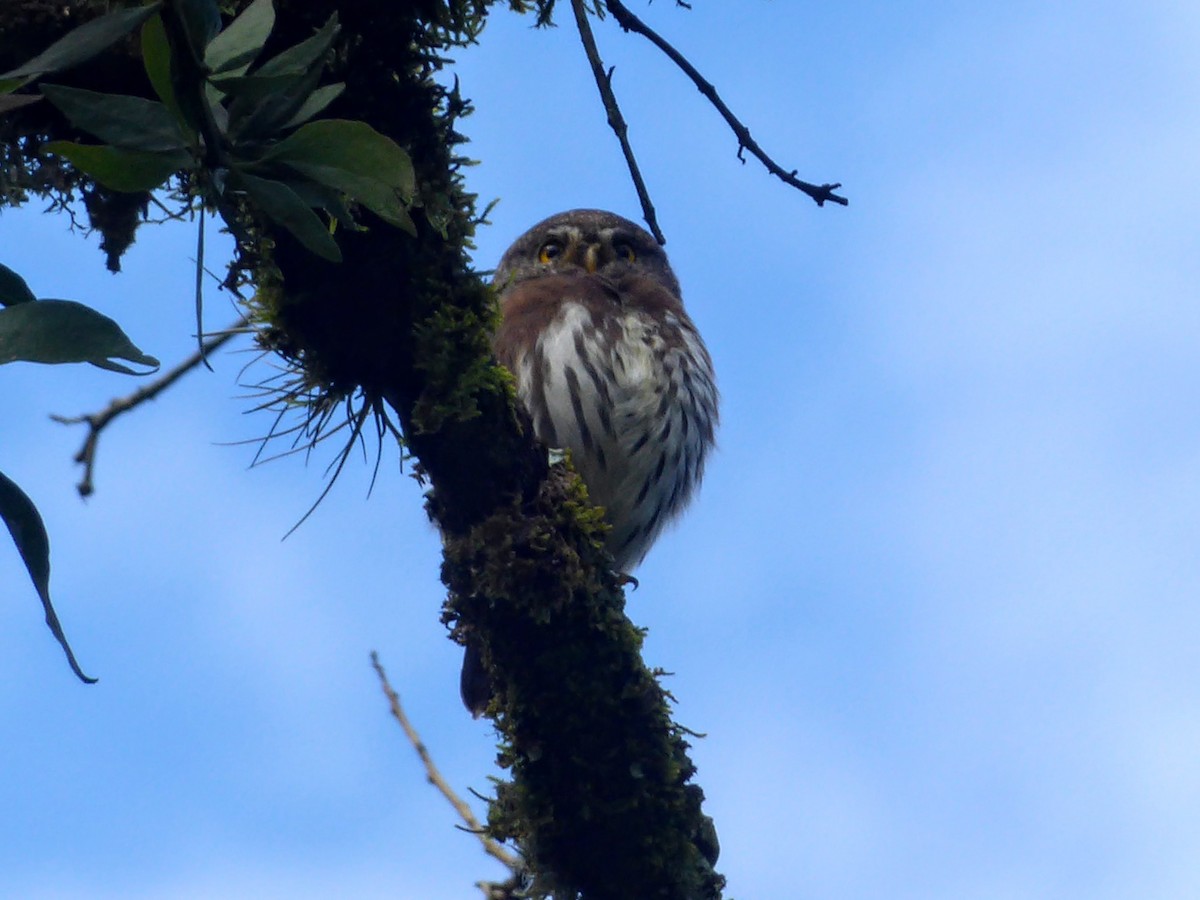 Tamaulipas Pygmy-Owl - ML619179297