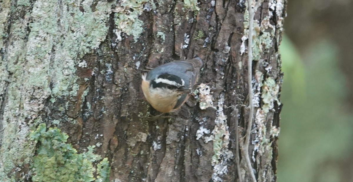 Red-breasted Nuthatch - ML619179301