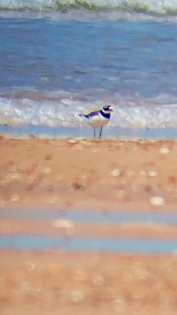 Common Ringed Plover - ML619179318