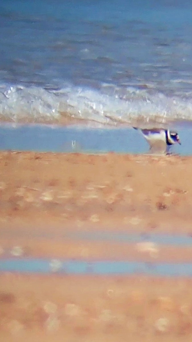 Common Ringed Plover - ML619179321