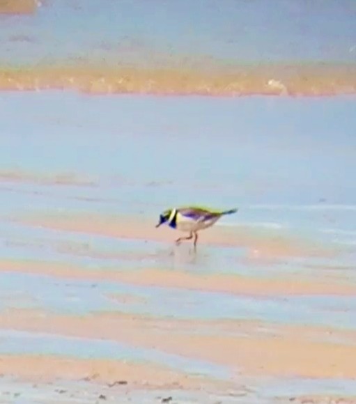 Common Ringed Plover - ML619179328