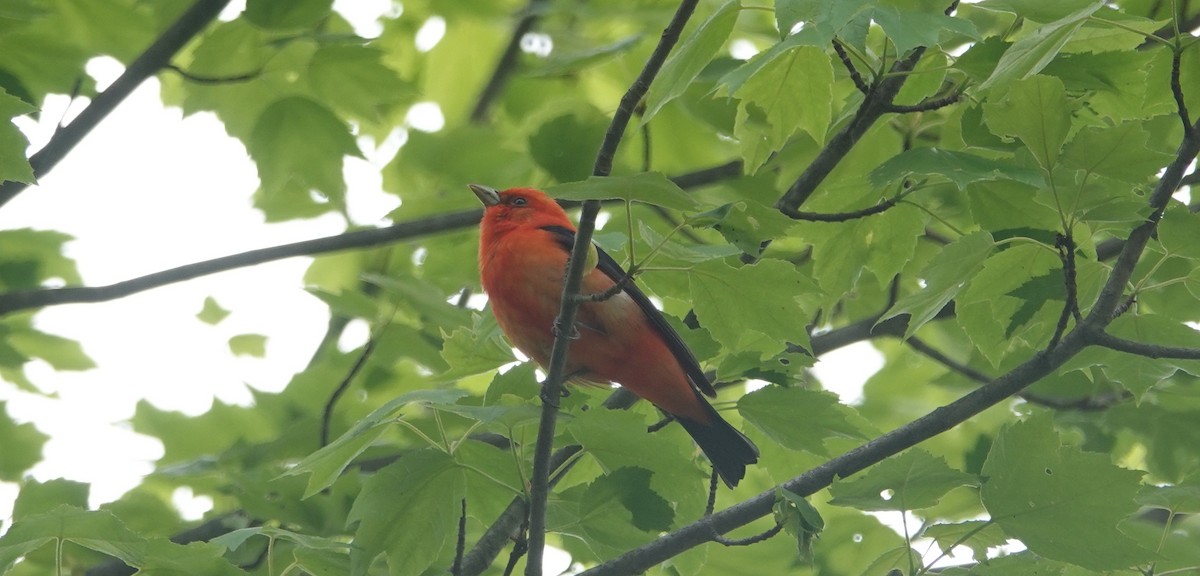 Scarlet Tanager - ML619179337