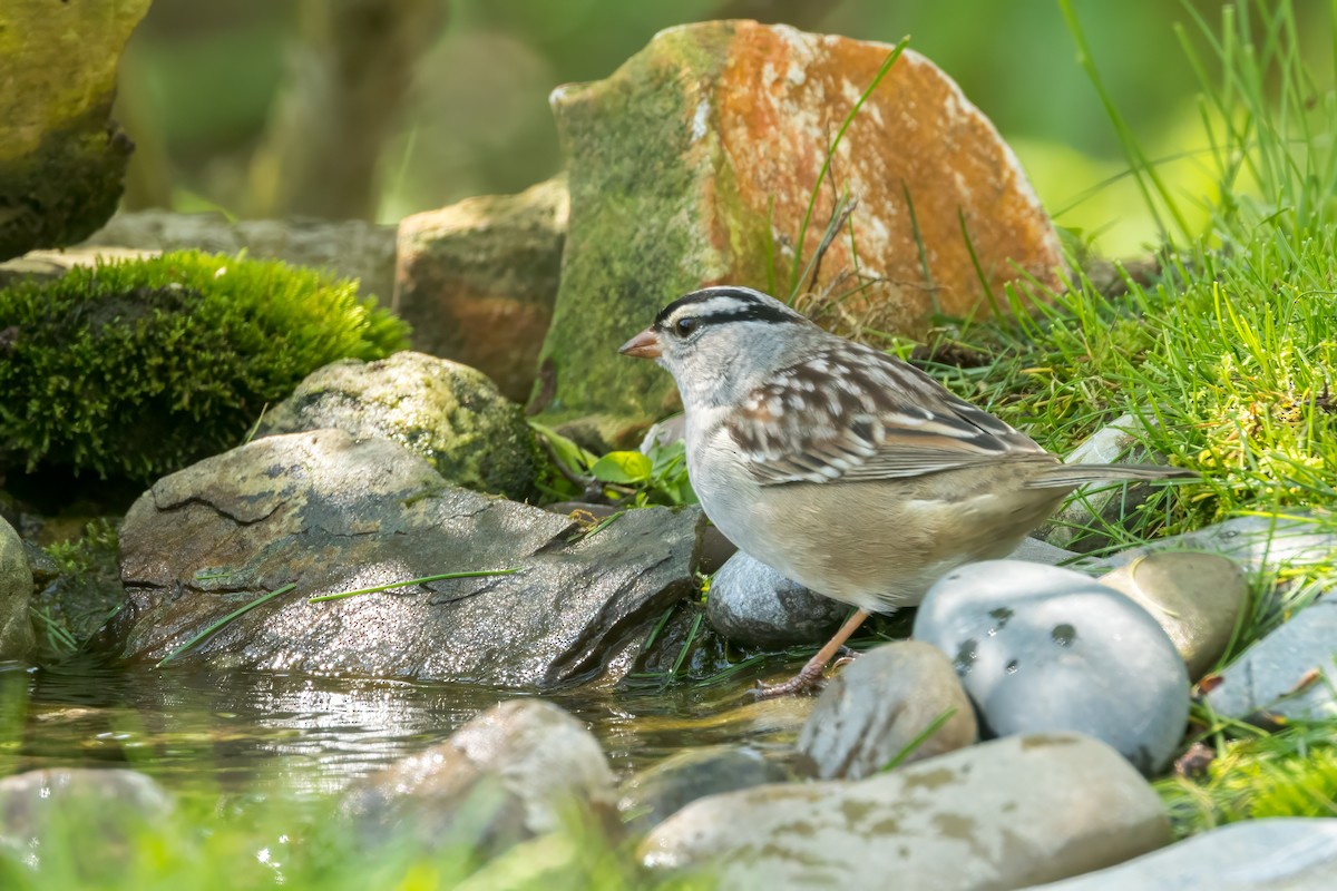 White-crowned Sparrow - ML619179364