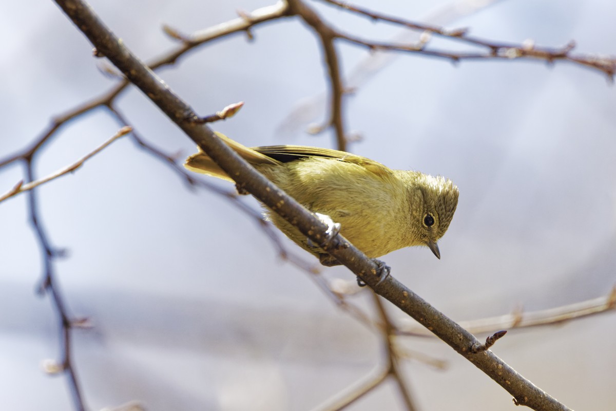 Yellow-browed Tit - ML619179372