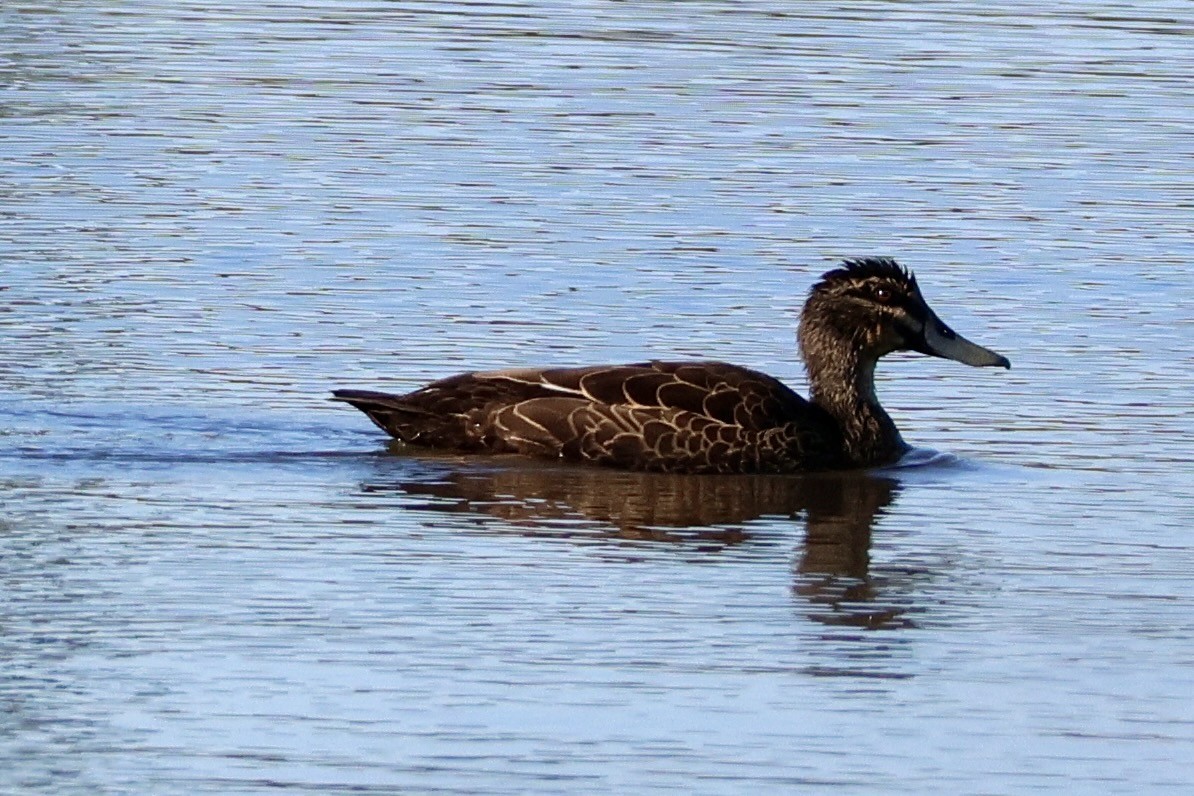 Pacific Black Duck - ML619179519