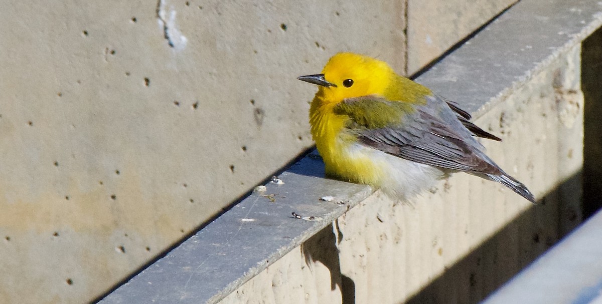 Prothonotary Warbler - ML619179564