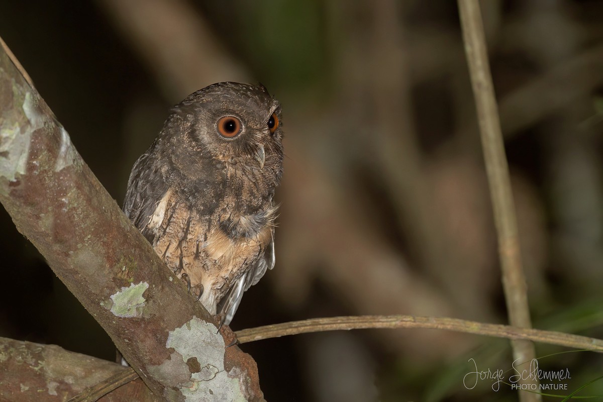 Tawny-bellied Screech-Owl - ML619179583