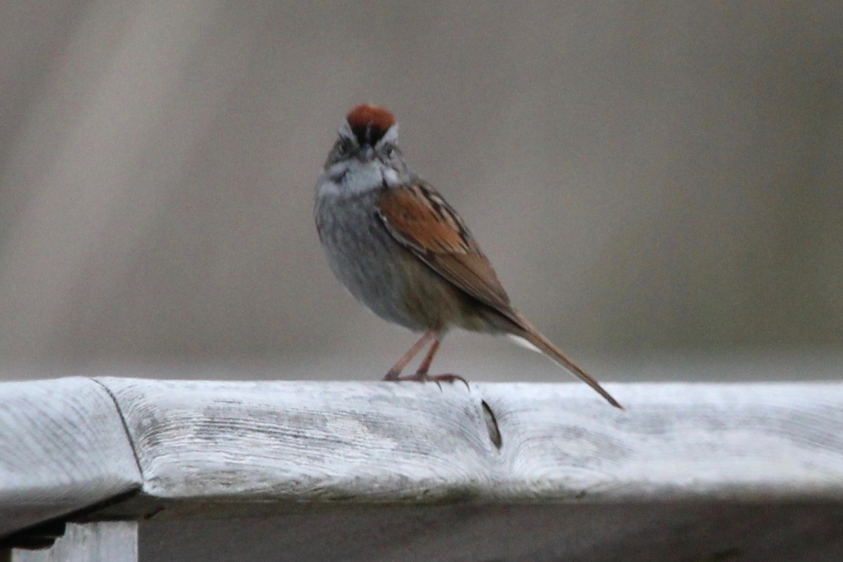 Swamp Sparrow - ML619179584