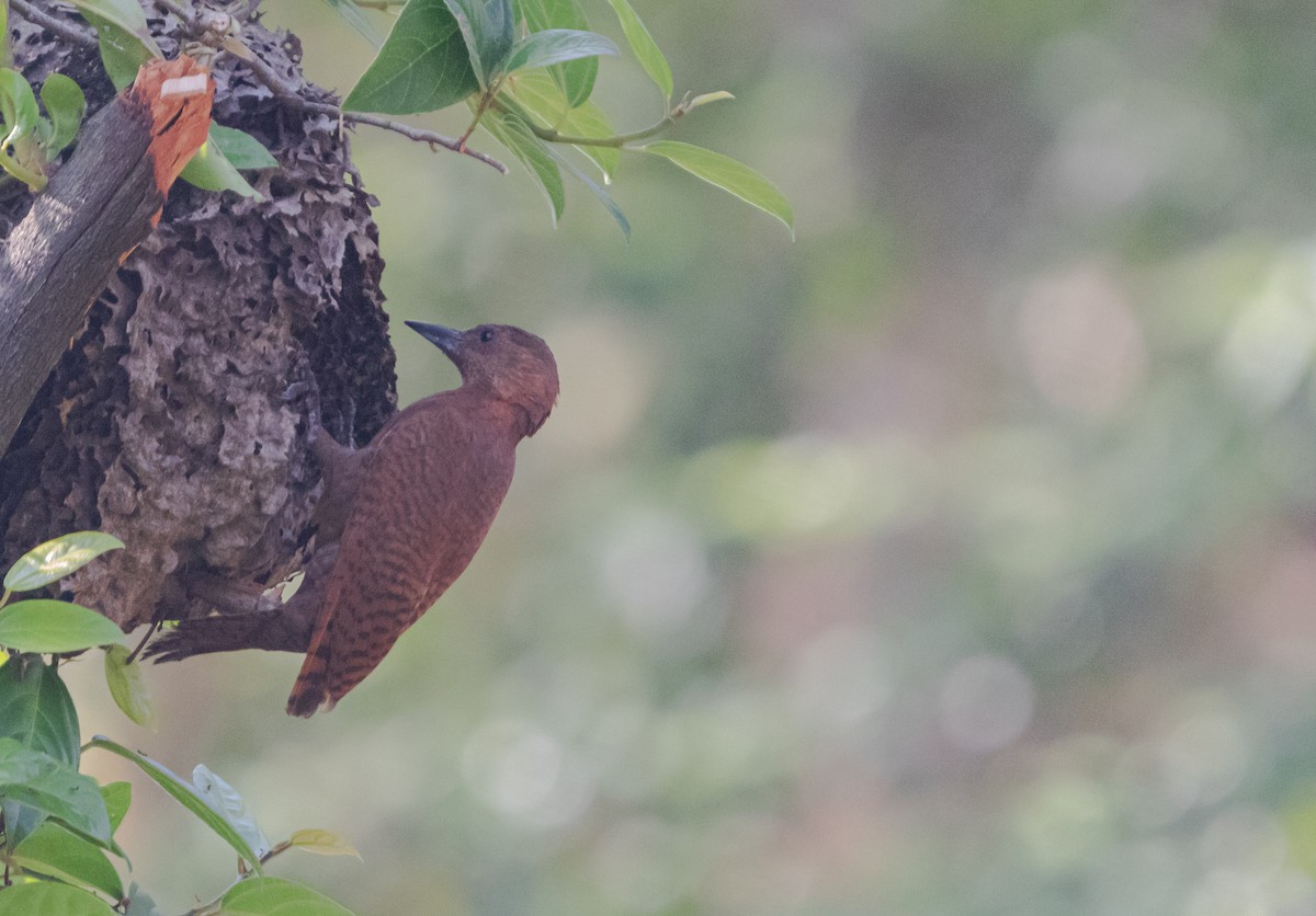 Rufous Woodpecker - ML619179589