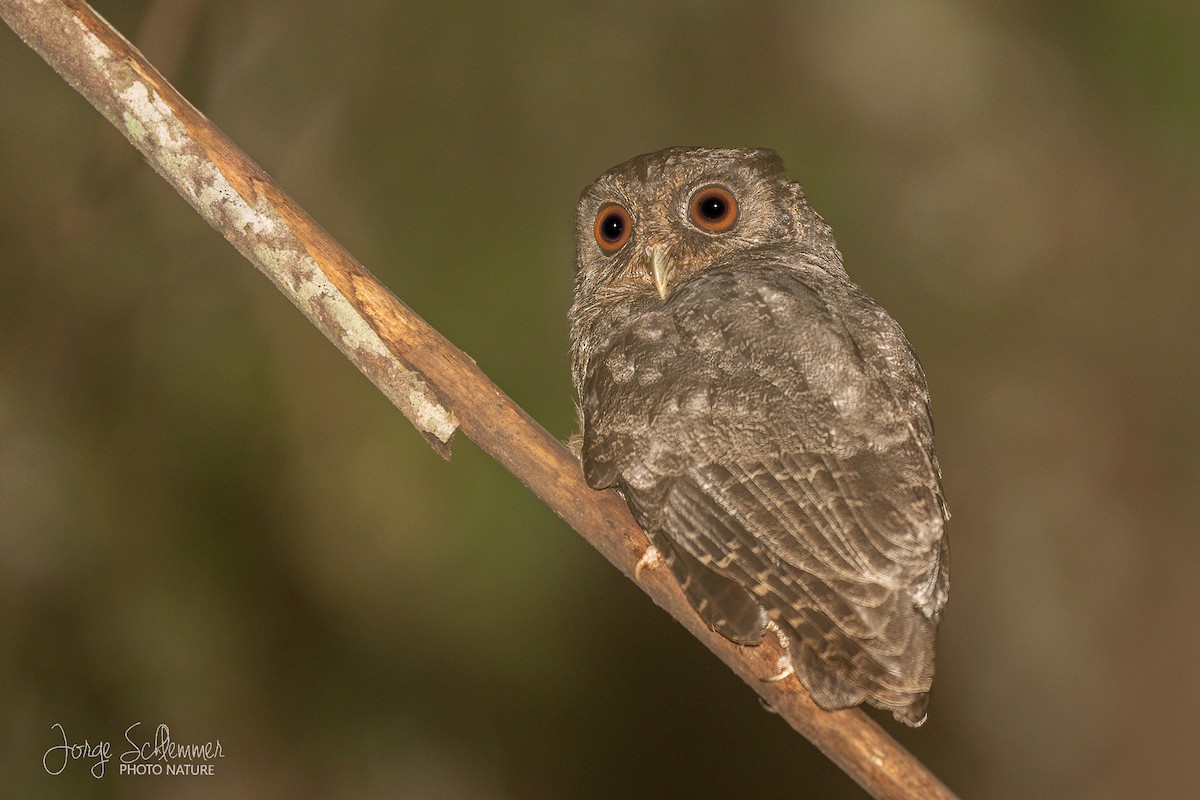 Tawny-bellied Screech-Owl - ML619179591
