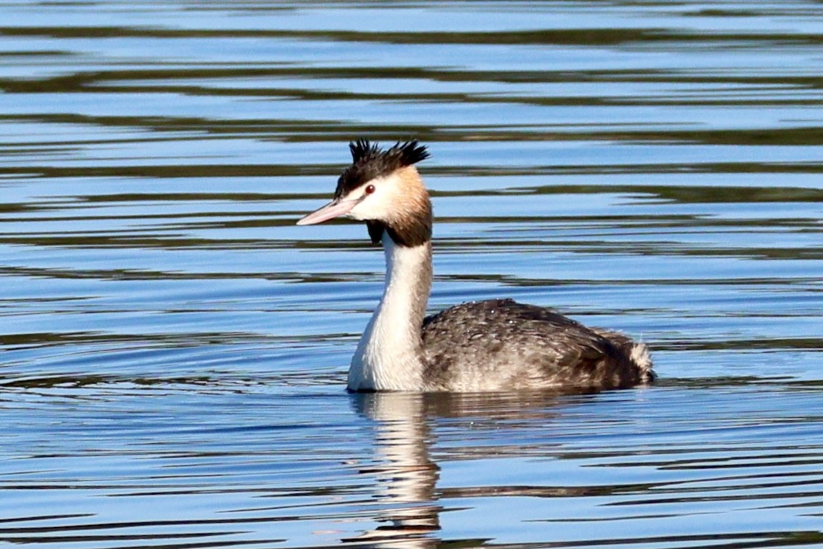 Great Crested Grebe - ML619179609