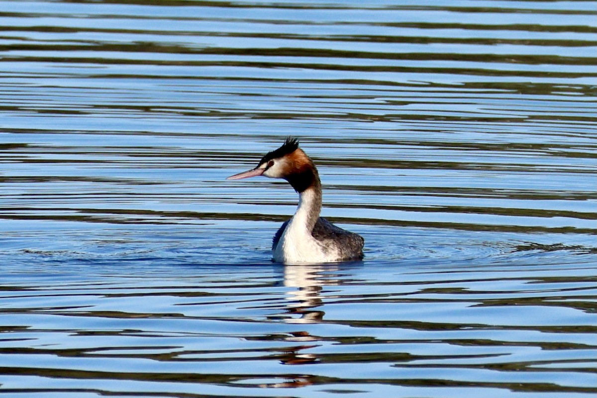 Great Crested Grebe - ML619179610