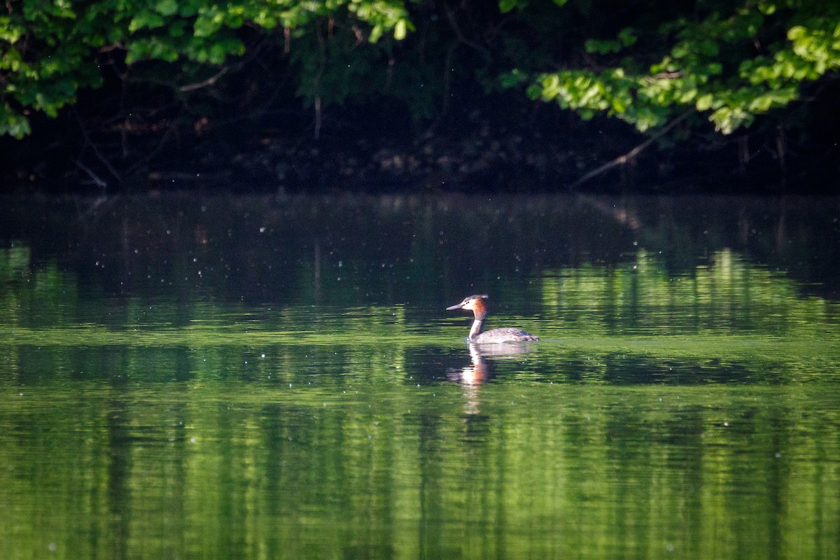 Great Crested Grebe - ML619179625