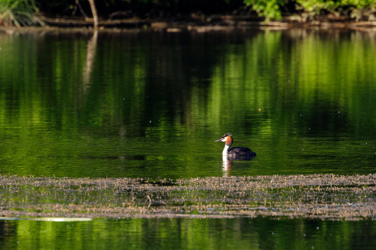 Great Crested Grebe - ML619179626