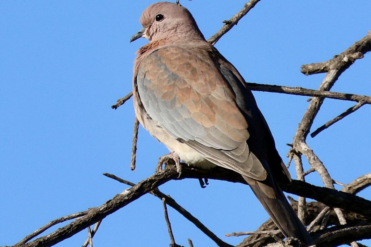 Laughing Dove - ML619179627