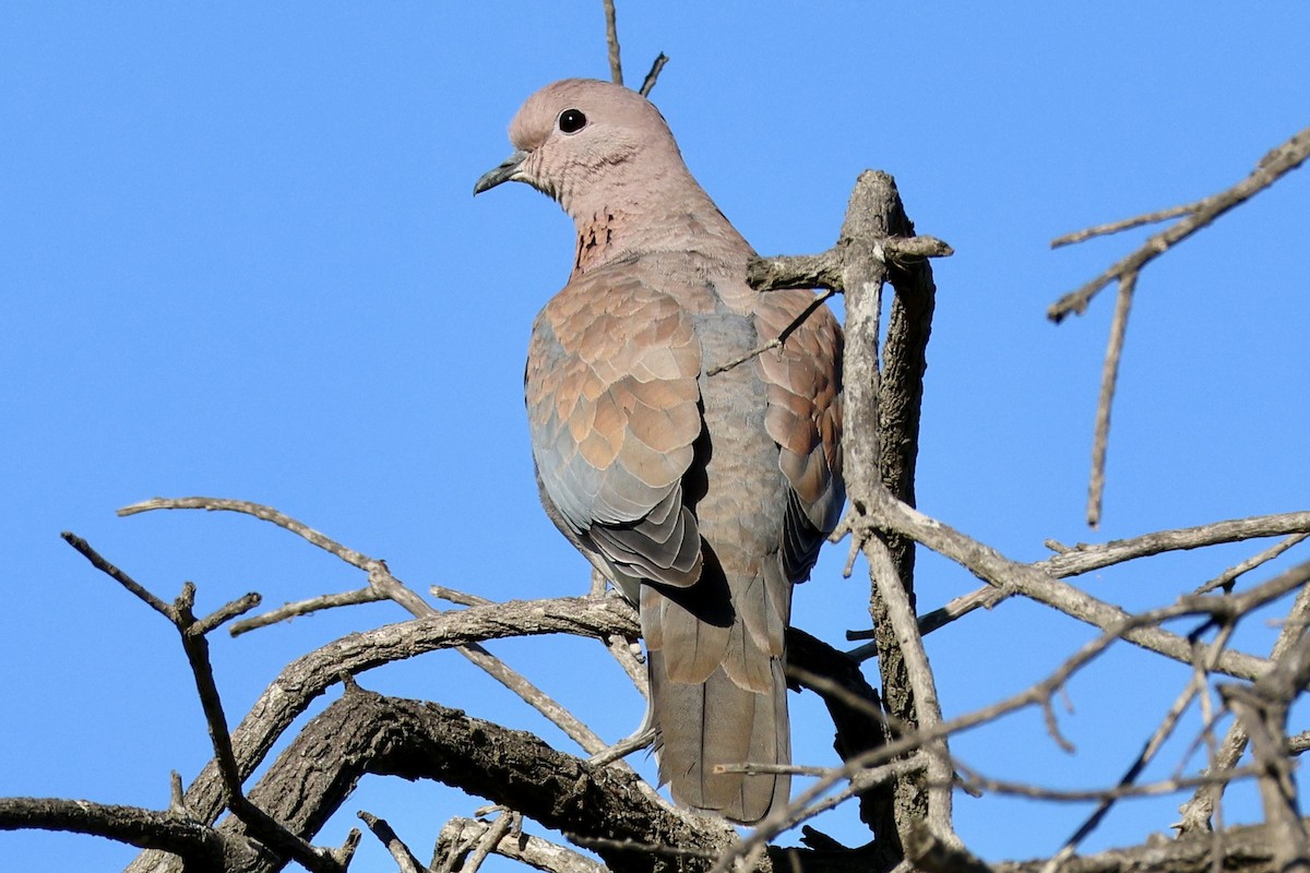 Laughing Dove - ML619179628