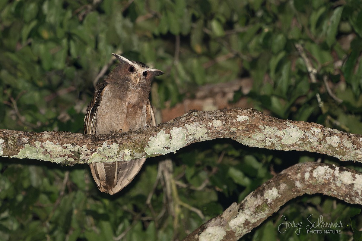 Crested Owl - ML619179677