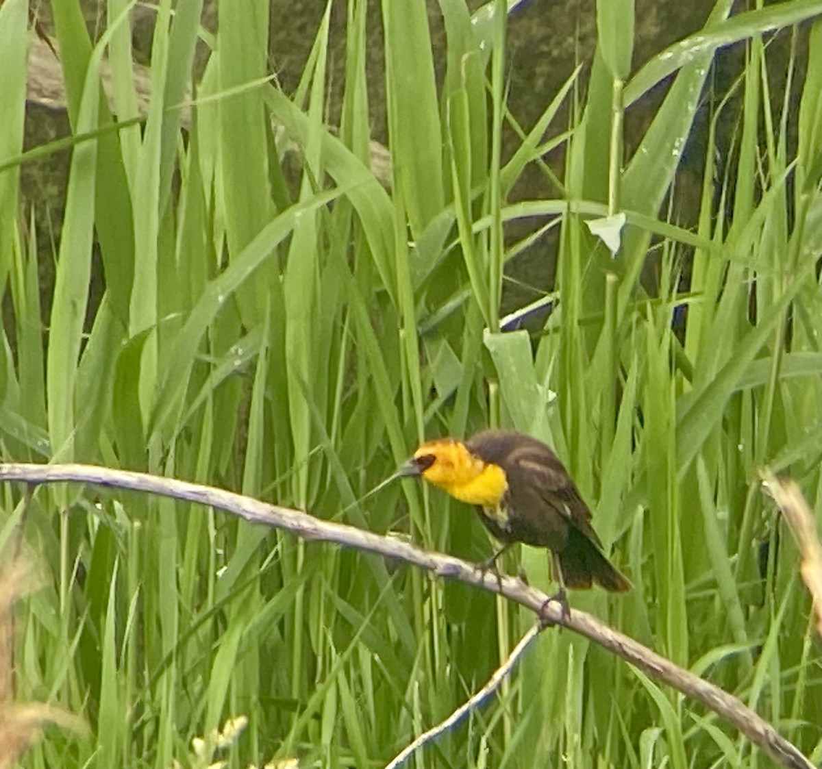 Yellow-headed Blackbird - ML619179682