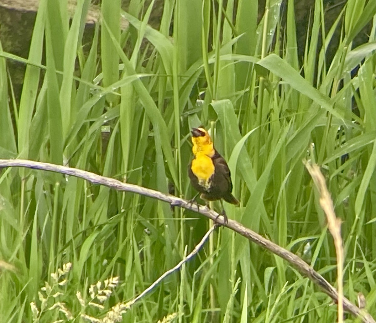 Yellow-headed Blackbird - ML619179683