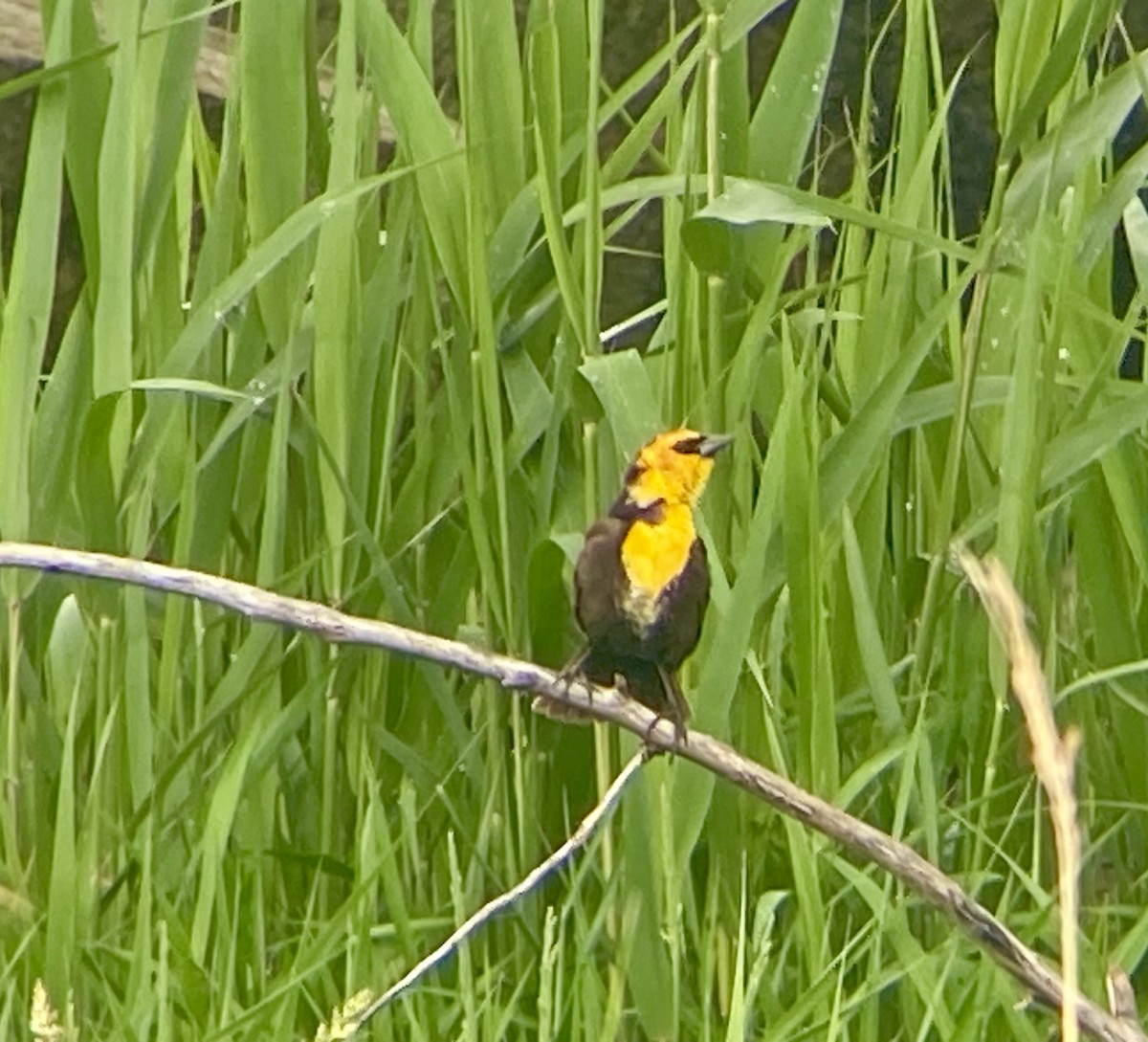 Yellow-headed Blackbird - ML619179686
