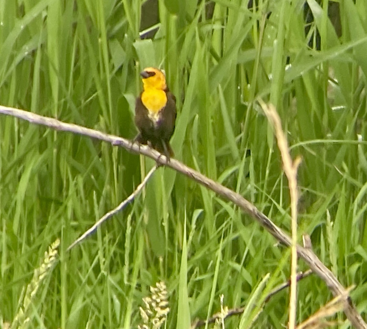 Yellow-headed Blackbird - ML619179687