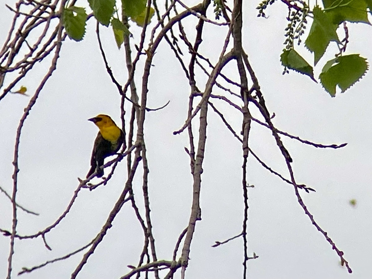 Yellow-headed Blackbird - ML619179688