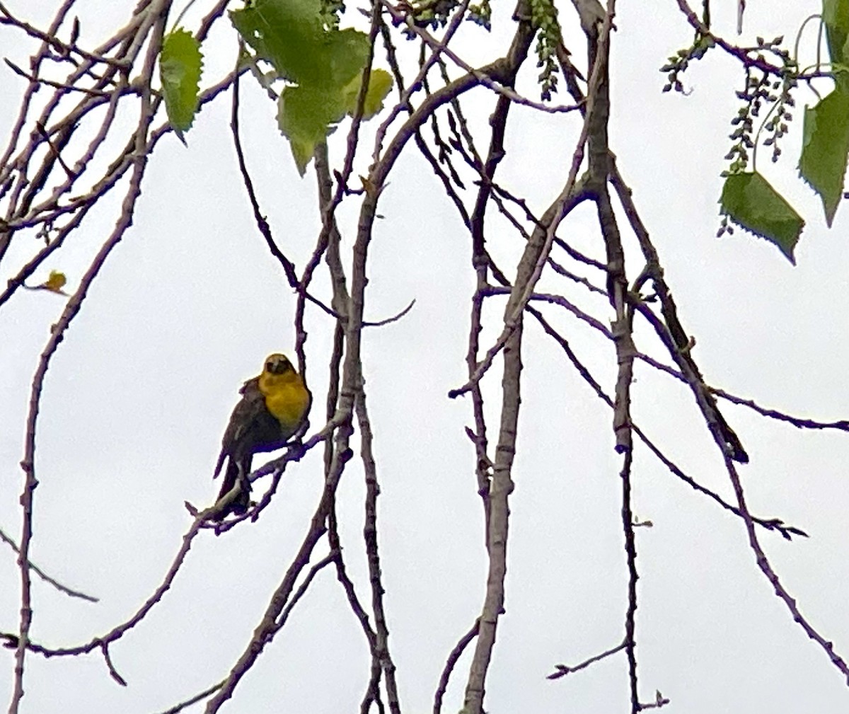 Yellow-headed Blackbird - ML619179689