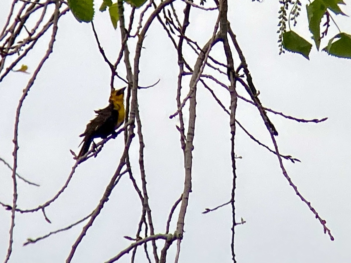 Yellow-headed Blackbird - ML619179690