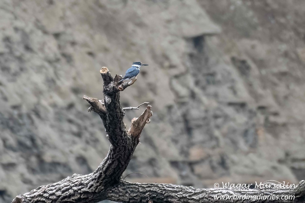 Belted Kingfisher - ML619179691