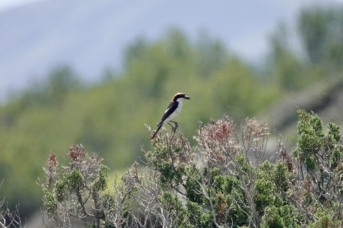 Woodchat Shrike (Balearic) - ML619179692