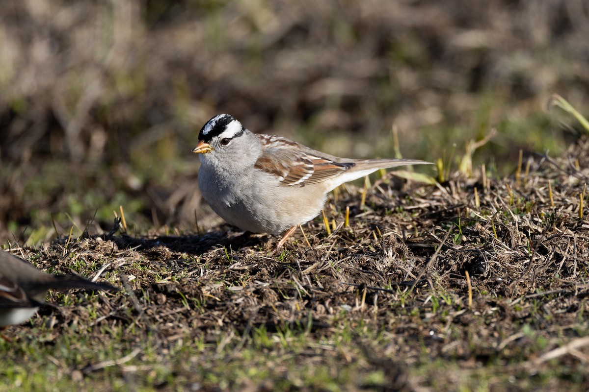 White-crowned Sparrow - ML619179705