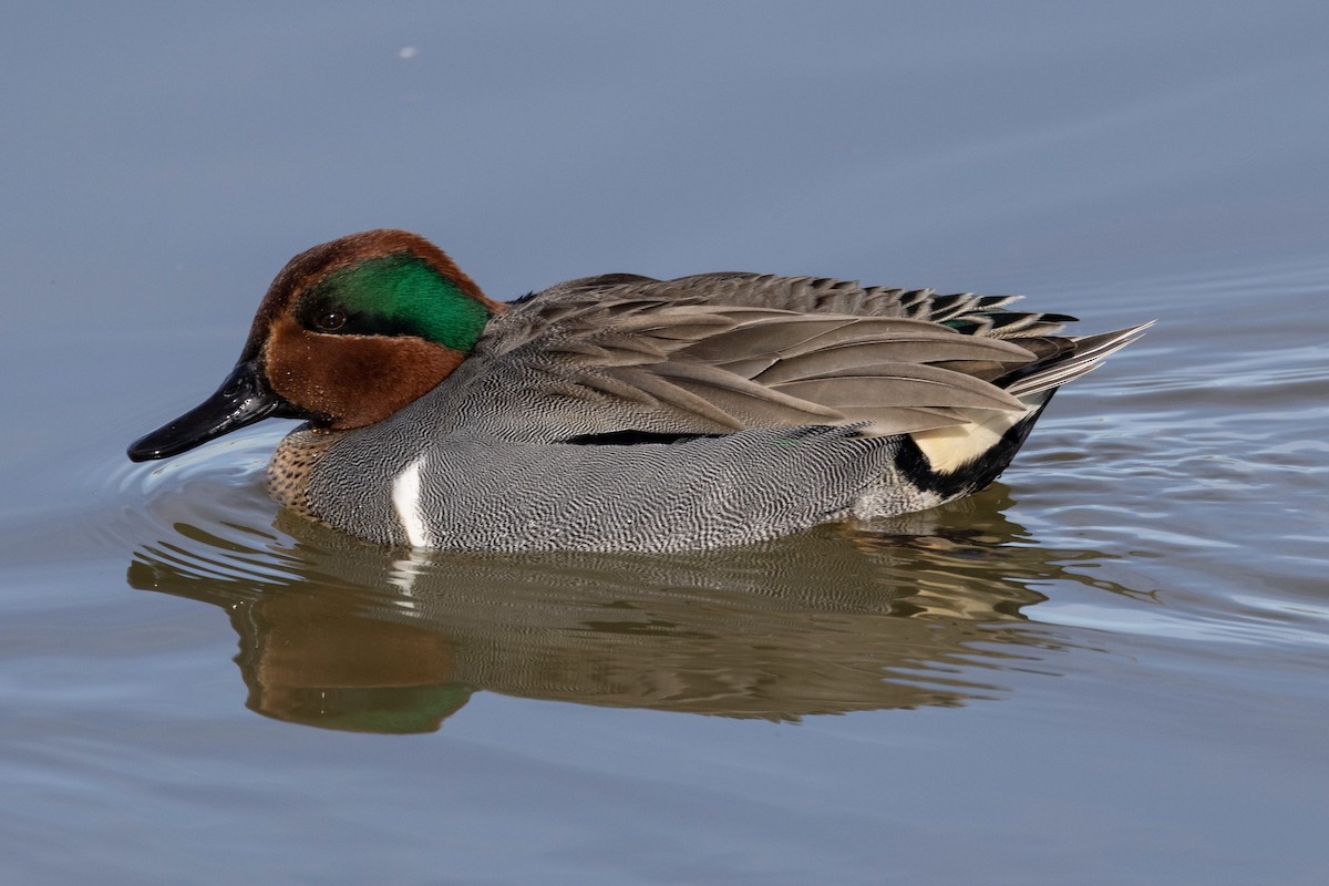 Green-winged Teal - ML619179741