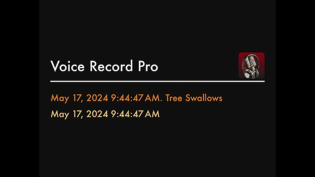 Tree Swallow - ML619179743