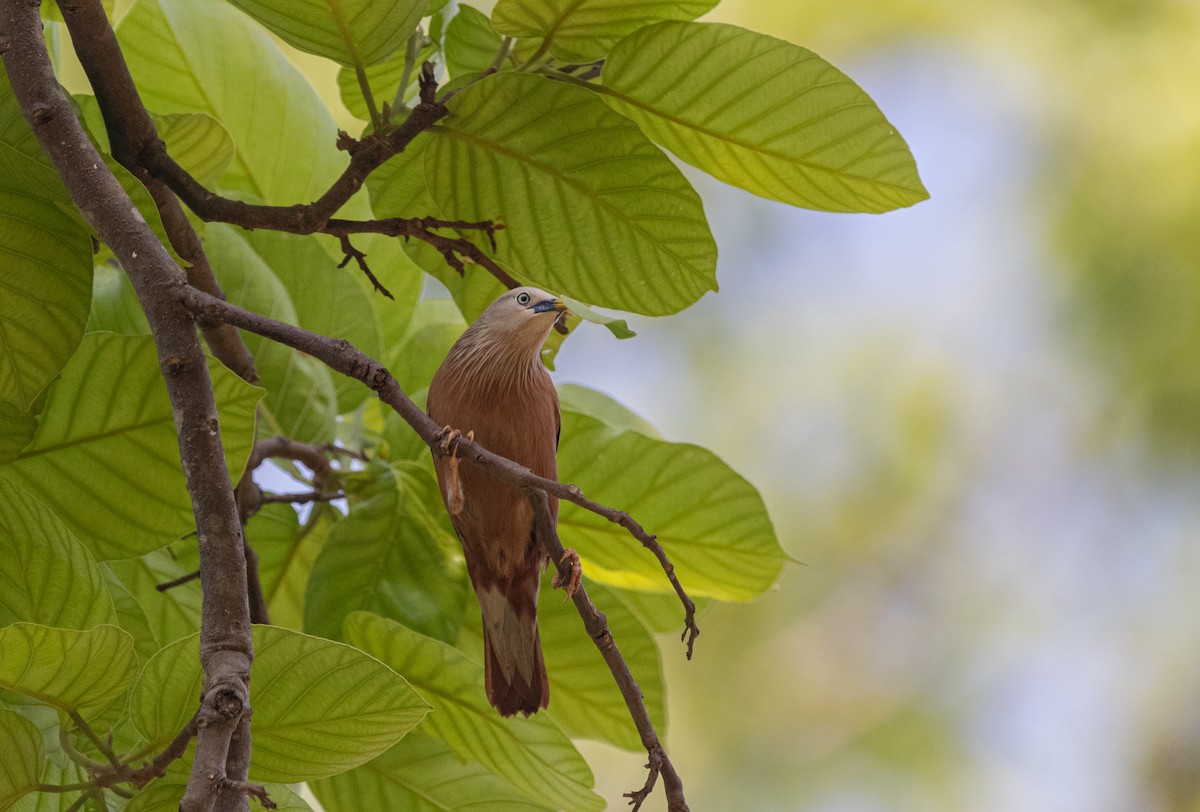 Chestnut-tailed Starling - ML619179778