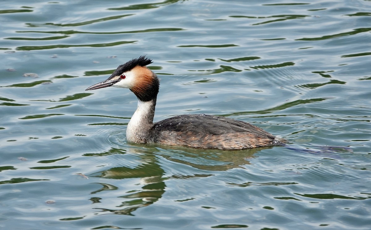 Great Crested Grebe - ML619179785