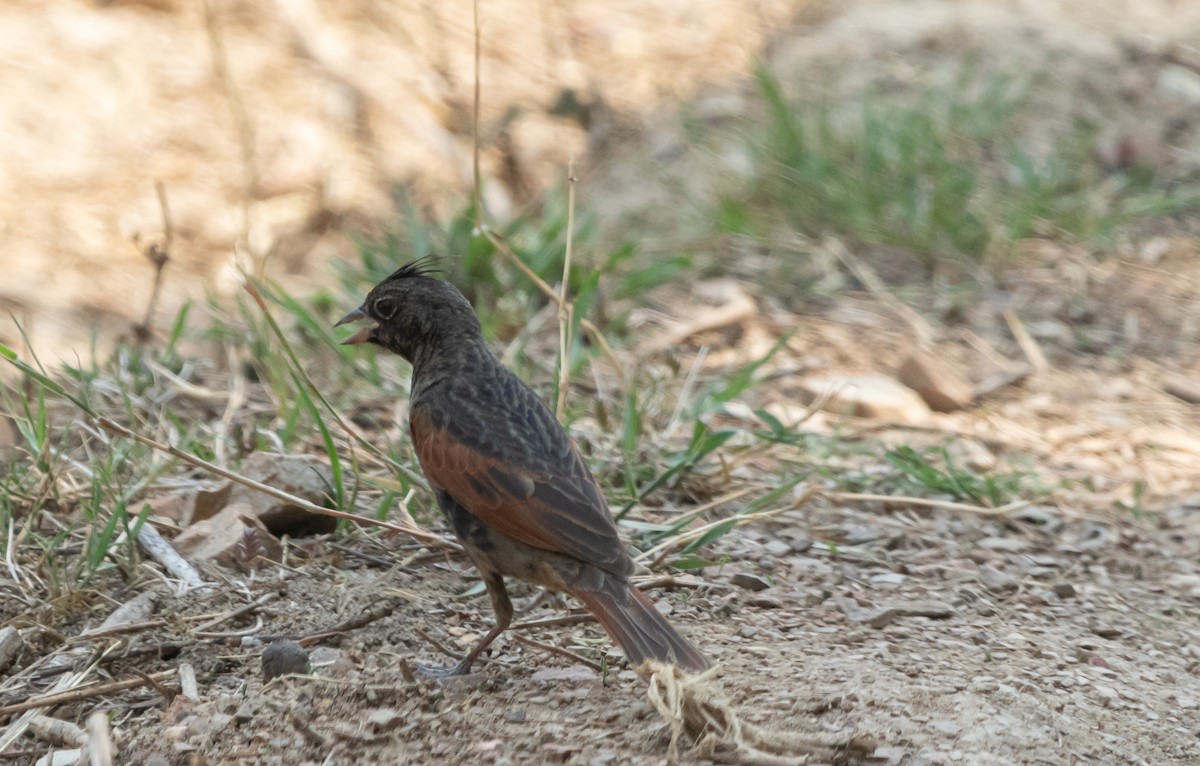 Crested Bunting - ML619179789