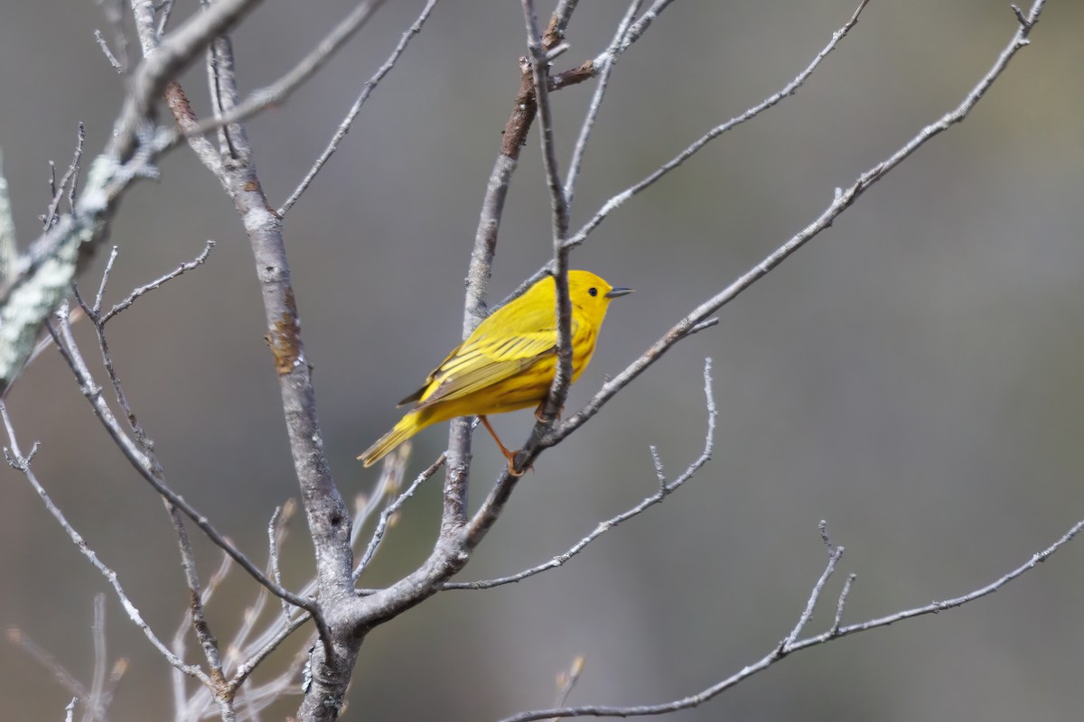 Yellow Warbler - ML619179837